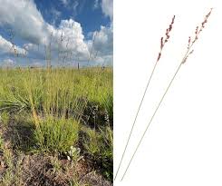 Image result for Eragrostis patentipilosa