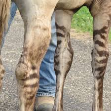 See more ideas about buckskin horse, pretty horses, beautiful horses. Karen S Quarter Horse Buckskin Ranch Home Facebook