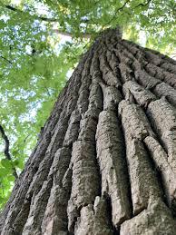 We can't wait to see the leaves start changing on the smoky mountain trees! Nashville Tree Conservation Corps