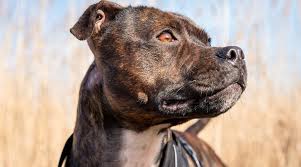 Random stripes and/or spots dot the otherwise normal colored coats on these little ones. Brindle Dog Breeds 25 Striped Pups With Beautiful Coats