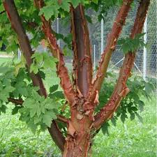 epingle sur arbres