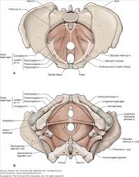 Define the pelvic girdle and describe the bones and ligaments of the pelvis explain the three regions. Accessmedicine Content Pelvis Anatomy Pelvic Floor Muscular System Anatomy