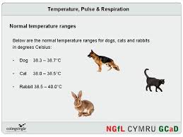 See full list on animalplanet.com Tpr Temperature Pulse Respiration Presentation On Temperature Pulse