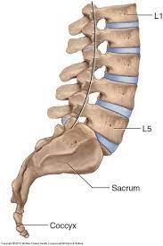 Bones Of The Lumbar Spine And Pelvis Pelvis Pelvic Girdle Lumbar