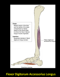 نتیجه جستجوی لغت [accessorius] در گوگل
