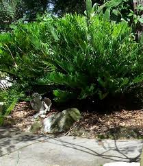 Image result for Zamia