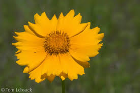 Image result for Rhynchosia holosericea