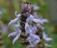 Image result for Coleus neochilus