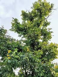 Image result for Markhamia lutea