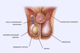 Di sini sel sperma bercampur dengan cairan mani yang berkumpul pada sebuah tempat yang disebut ampula. Testicle Apakah Ia Untuk Lelaki Struktur Dan Fungsi Kelenjar Kelamin Lelaki Testis