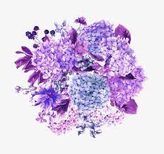 Vector Hydrangea Violet Hydrangea Flower Png Transparent Image And Clipart For Free Download Flower Png Images Hydrangea Flowers