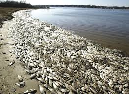 Image result for dead fish
