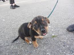 The pitbull chihuahua mix is a relatively small dog averaging around a height of 10 to 20 inches. Pitbull Dog Pitbull Dog Mix With Chihuahua