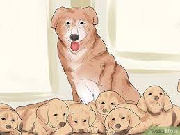 More stories for a litter of puppies » 3 Ways To Care For A Large Litter Of Puppies Wikihow Pet