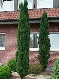 Taxus Baccata Fastigiata Robusta Schmale Saulen Eibe Vorgarten Garten Eibe Gartenboden