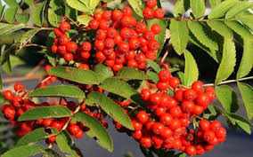Most of those rituals that i know of are. Common Rowan Rowan Trees For Sale From Pippin Trees