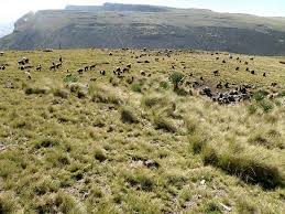 Image result for Crassula granvikii