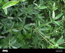 Image result for Terminalia sericea