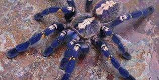 Shop for camel spider art from the world's greatest living artists. Thespidershop Suppliers Of Arachnids And Other Quality Invertebrates
