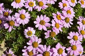 Image result for Tridactyle tridactylites