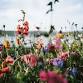 The Wildflower Society: November Women’s Circle – event image