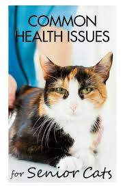 Chronic Renal Kidney Disease Disease Affecting The Kidneys Is A Common Affliction In Older Cats Heart Disease He With Images Senior Cat Care Senior Cat Cat Health