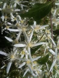 Image result for Clematis commutata