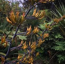 Image result for Phormium