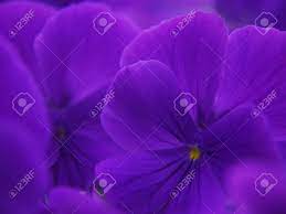 Check spelling or type a new query. A Close Up Of Deep Purple Flowers Of Garden Violet Cultivar Each Flower Has Large Flower Leaves And A Yellow Center The Flowers Fill The Whole Field Of View Stock Photo Picture And Royalty