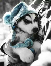Blue Colour Splash Pup Cute Animals Animals Puppies