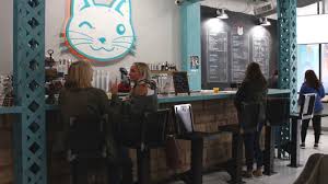 A New Cat Cafe In Covington Lets You Play With & Adopt Kitties While  Enjoying a Drink | WKRC