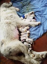 How many puppies are in a litter for a dalmatian dog? 16 Puppies Lake County Dog S First Litter Brings A Bonanza Orlando Sentinel