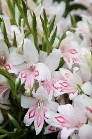 Gladiolus Nanus The Nymph Gladiolus Bulbs Gladiolus Beautiful Flowers