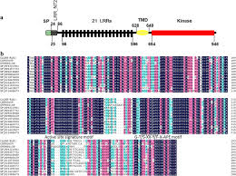 Rsi binary bot bot will be sent to your inbox. Calrr Rlk1 A Novel Rd Receptor Like Kinase From Capsicum Annuum And Transcriptionally Activated By Cahdz27 Act As Positive Regulator In Ralstonia Solanacearum Resistance Bmc Plant Biology Full Text