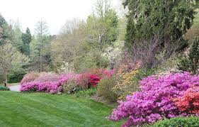 The Azalea Garden Is Coming Into Full Bloom This Week Flowering Dogwood Is Taking The Place Of Redbud And Crabapple Tr Azaleas Garden Crabapple Tree Azaleas