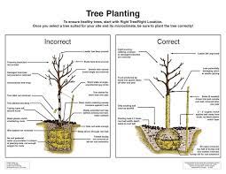Proper Planting Is Critical For Tree Establishment Trees To Plant Tree Transplanting Plants