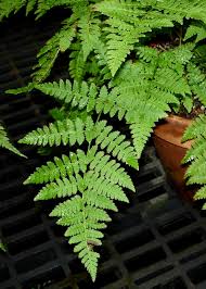 Image result for Arthropteris