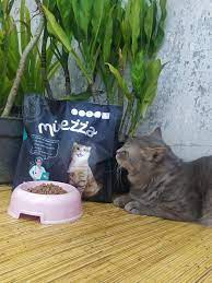We did not find results for: Makanan Kucing Persia Yang Bagus Untuk Bulu Perhatikan Kandungan Nutrisi Hot Liputan6 Com