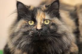 What is long haired tortoiseshell manx cat? Fun Facts And Trivia About Tortoiseshell Cats Pet Friendly House