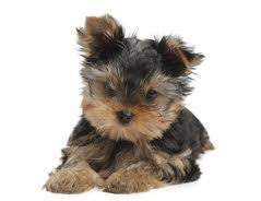 Diese rassen haben die höchste lebenserwartung: Wie Alt Werden Yorkshire Terrier