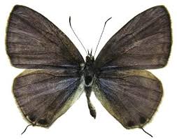 Image result for Indigofera subargentea