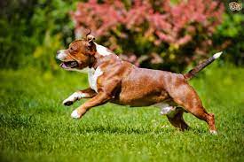 Staffordshire Bull Terrier Hereditary Health And Longevity Pets4homes