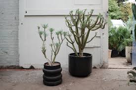 Image result for Kleinia