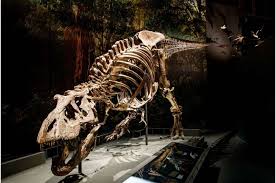 Tyrannosaurus rex is possibly the most well known dinosaur due to its huge size, ferocious nature and regular appearances in popular media. Walk The Dinosaur New Biomechanical Model Shows Tyrannosaurus Rex In A Swinging Gait