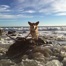 We did not find results for: 10 Things To Know About Corgis A Cozy Kitchen