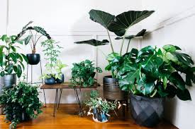 Trailing indoor plants look great in hanging baskets or over shelves and desks. Our Ultimate Guide To Houseplants Sunset Magazine
