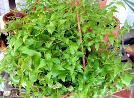 Bridal Creeper Asparagus Asparagoides Herbaceous Climbing Vine Native To Eastern And Southern Africa Ranging From Southern Namibia To South Africa As Far S