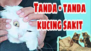 Ciri ciri kucing sakit atau tanda tanda sakitnya kucing sebenarnya gampang kita ketahui asalkan sedikit jeli merawat kucing. Tanda Tanda Kucing Sakit Youtube