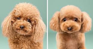 Trendy and classic, dog , human , morkie. Dogs Before And After Their Haircuts 16 Pics Bored Panda