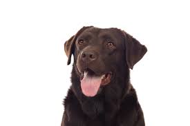 Chocolate Labrador Facts Photos Price History Training Care